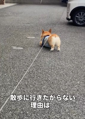 散歩拒否するジノくん