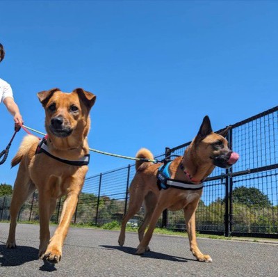 仲良くお散歩中