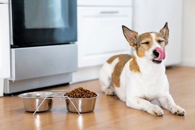 ご飯を食べない犬