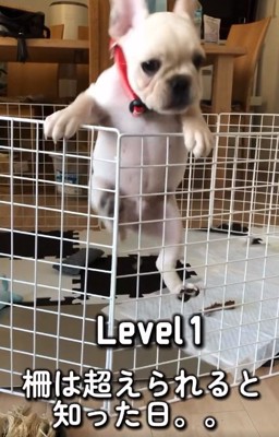 柵を超えようとするふく丸くん
