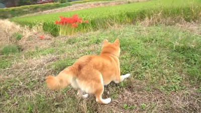 「早くこっちにきて!」