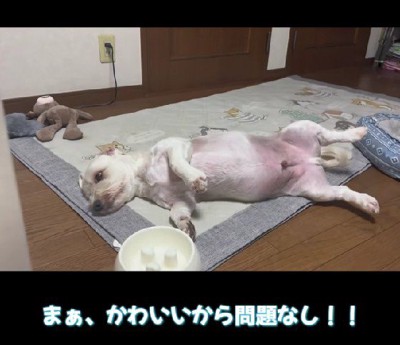 可愛いから問題なし！