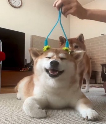 マッサージされる犬2