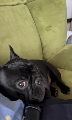 お留守番を察したジェットくん5