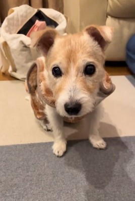 14歳のミントちゃん