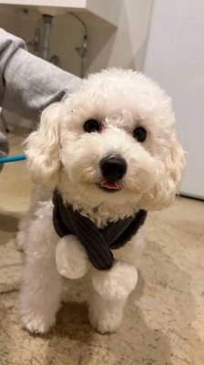 マフラーを着けた犬