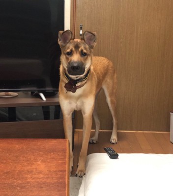 ハイエナのような犬