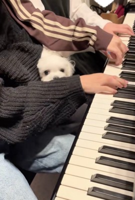 止まらない袖への噛み