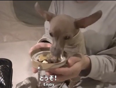 ごはんを食べる犬
