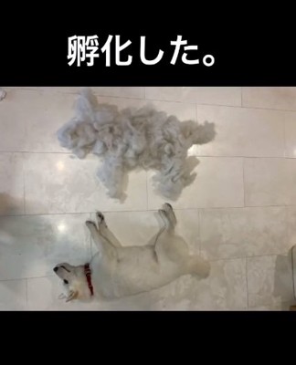 おもちちゃんと同じ形の抜け毛