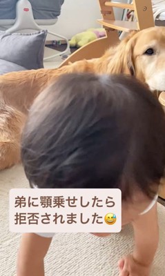 ラジャーくんが息子くんにあご乗せしてみたら⑩