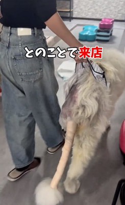 補助付きで歩くワンコ