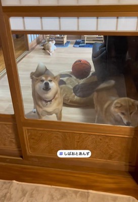 最後は「わおーん」と遠吠え