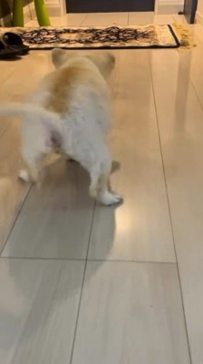 玄関に向かって歩く犬