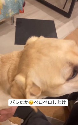 パパの口を舐めるらんらんちゃん