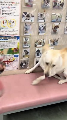 首輪が抜ける