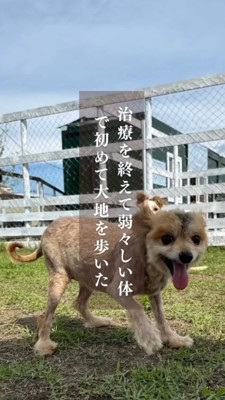 草の上で遊ぶ、毛が抜けた犬