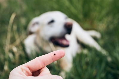 犬とマダニ