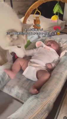 赤ちゃんの近くに咥えていたおもちゃを落とすメスの犬