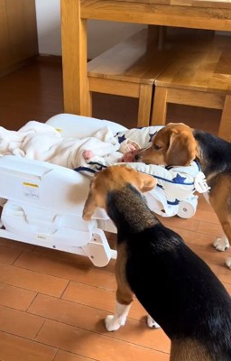 赤ちゃんが気になるワンコ