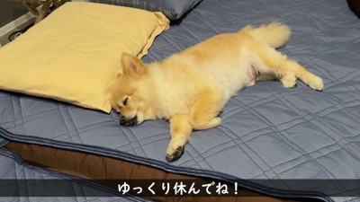 ポメくんも寝たと思いきや…