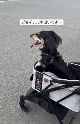 カートに乗る犬1