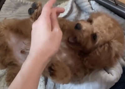 手にじゃれる犬
