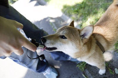 水を飲む犬