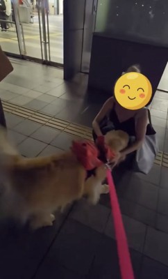 再会を大喜びする犬