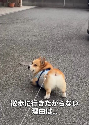 お尻がかわいいジノくん