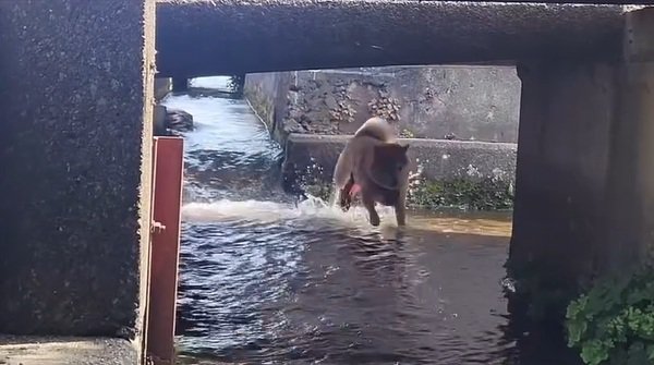 水路を走るわらびちゃん