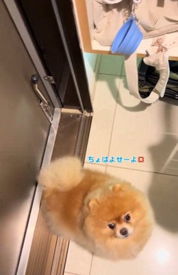 恨めしそうな顔のちょっちゃん