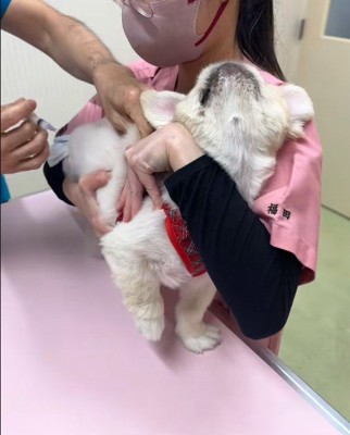 すごく嫌がっています！