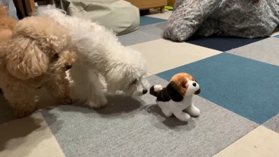 動く犬のおもちゃを見たいちごちゃん＆ミルクくん7