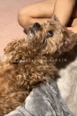 上を見る犬1