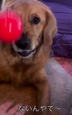 ちょっぴりムキ顔に