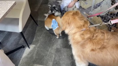 お友達もできたよ！