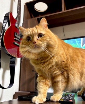 のんびり屋なめかぶちゃん