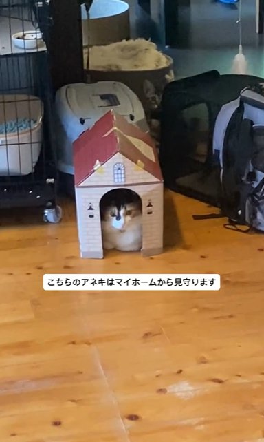 ピッタリサイズの段ボールハウスにこもる三毛猫