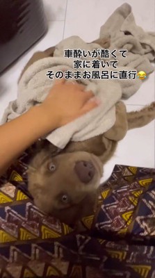 飼い主にタオルで体を拭いてもらう子犬