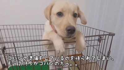 サブレちゃんのごはんを準備中