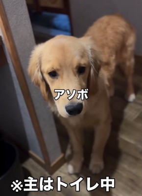 遊んでほしいロキくん