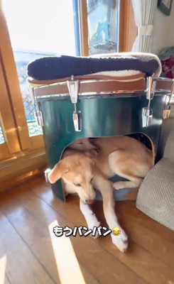 寝床が窮屈な2匹