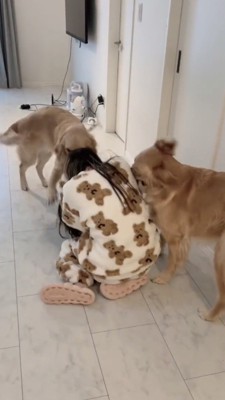 女性のパジャマを振り回すゴールデン