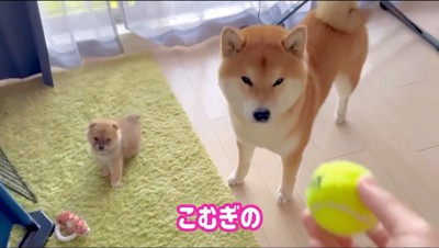 柴犬にテニスボールを渡す飼い主