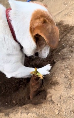 タケノコ掘りをするワンコ4