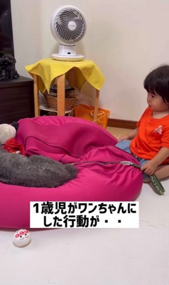 りつ君と実家のワンコ