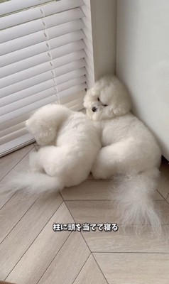 似すぎているおうじ君&あんじちゃん7