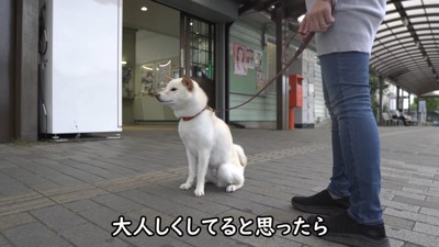 再びお座りして待機