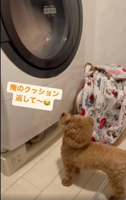 洗濯機を見つめるれおくん